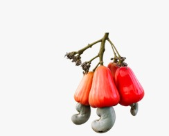 Fresh cashew apples
